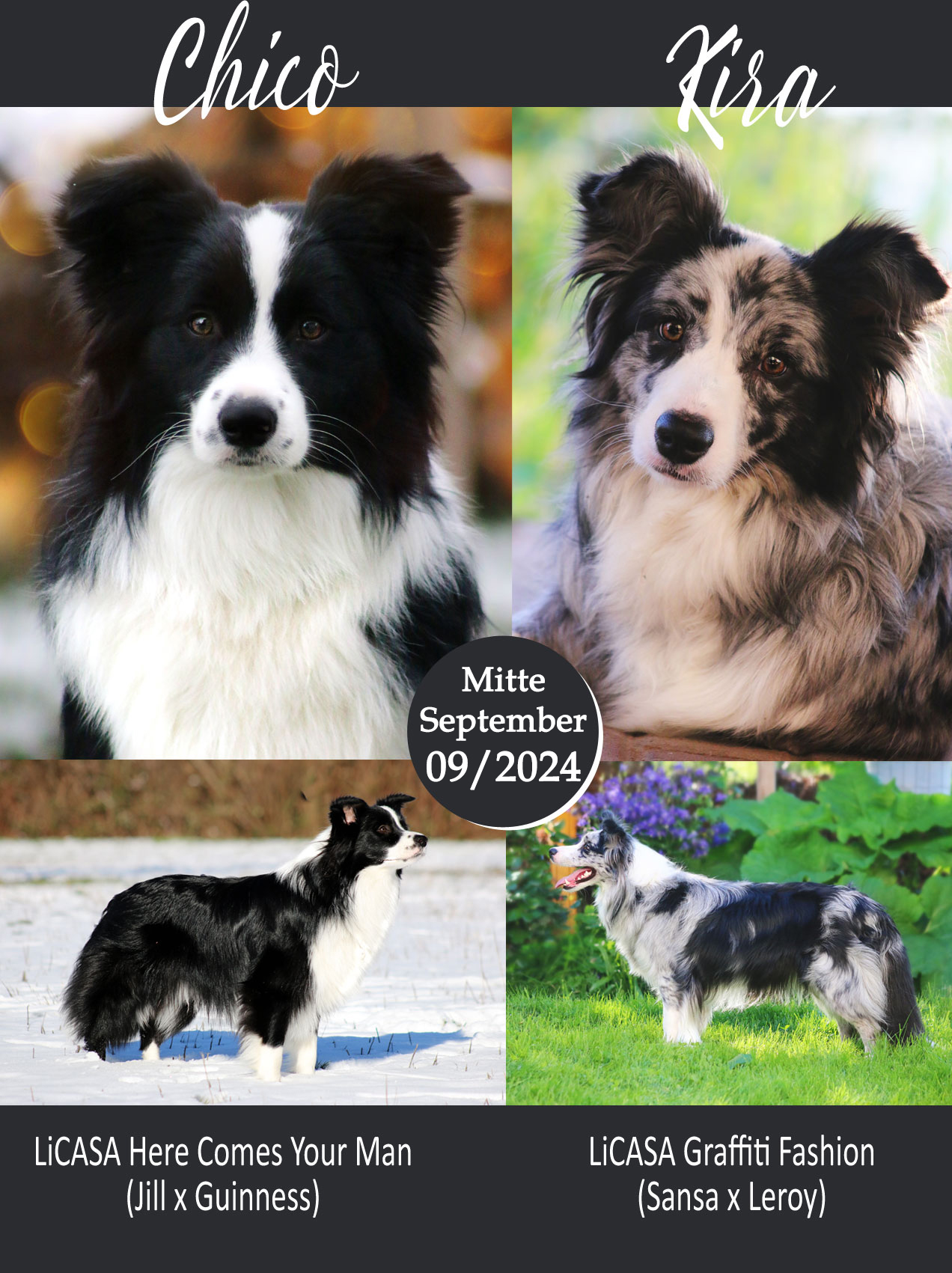 Eltern O Wurf licasabordercollies