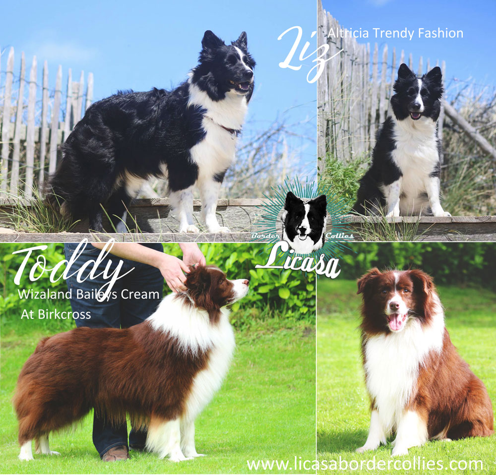 deckanzeige licasa border collies